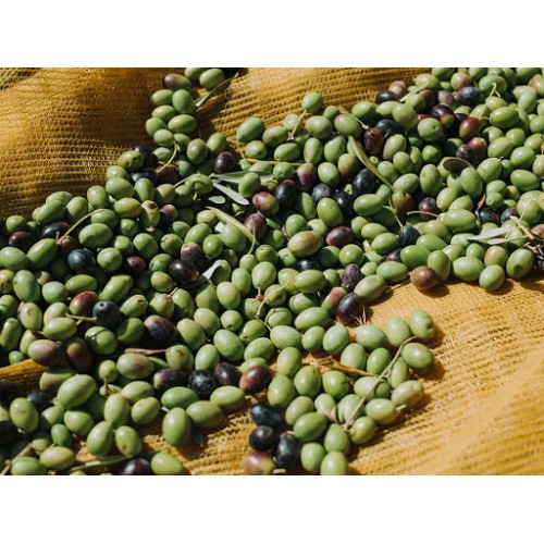 Ogliarola Extra Virgin Olive Oil - Northern Hemisphere (Italy) ***JUST ARRIVED***